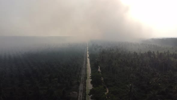 Aerial view palm plantation with smoke of haze