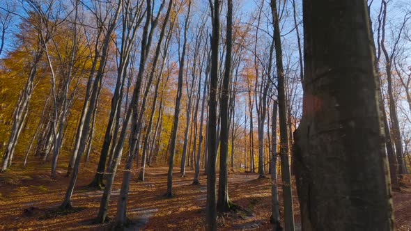 Maneuverable Flight Between Trees in a Fabulous Autumn Forest at Sunset