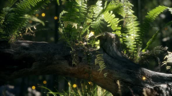 Horizontally Bending Tree Trunk with Ferns Growing and Sunlight Shining