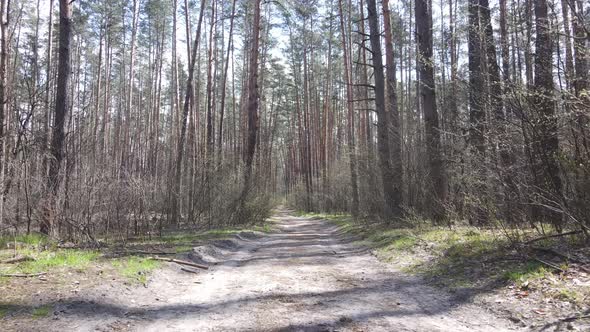 Road in the Forest During the Day Slow Motion