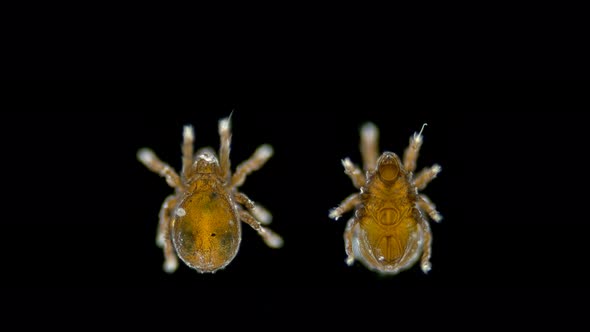 Mite(acari) Oribatida Under Microscope Are Saprosphago, Scavengers, Some Species of Predators, Order