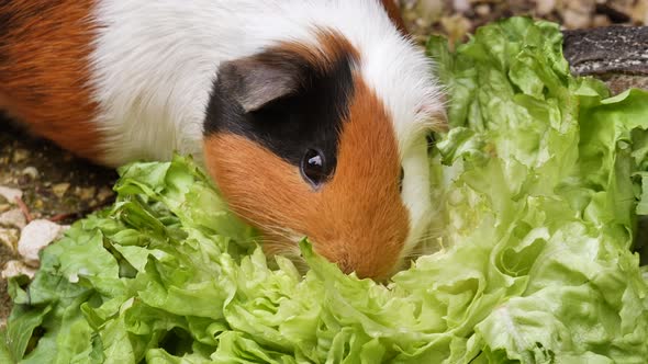 Cute guinea pig chewing green salad outdoors in garden,static macro view