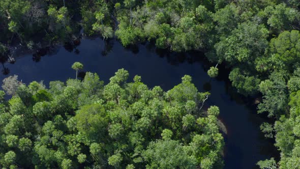Aerial Pan of River Flowing Through Dense Green Forest Trees