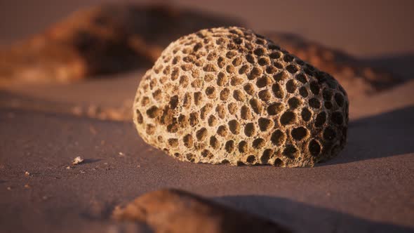 Old Coral on the Sand Beach