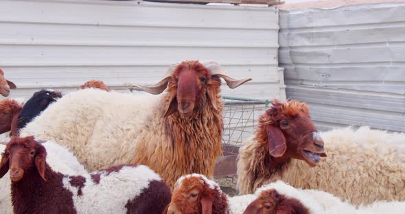 sheep staring at the camera in confusion with a background of many other sheep behind them