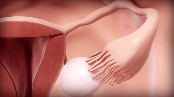 3D Medical Animated Female Reproductive System, Menstrual Cycle