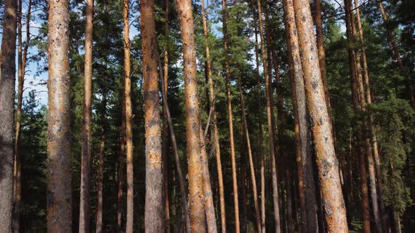 Aerial View of the Coniferous Forest