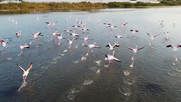 Greater flamingos in southern Italy, flock taking-off, aerial footage