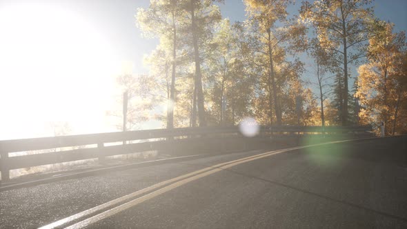 Road in the Forest