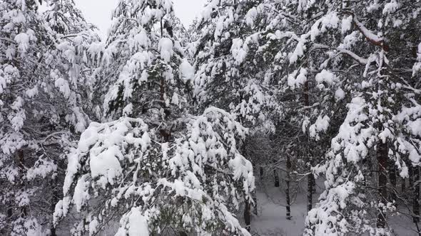 Winter Forest in Cloudy Day