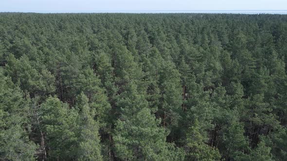 Pine Forest in the Afternoon Aerial View Slow Motion