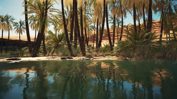 Green Oasis with Pond in Sahara Desert