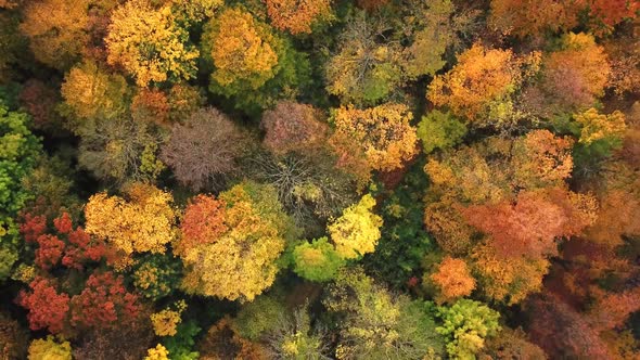 Aerial zoom out forest in beautiful fall colors. Top view Aerial Drone 4k