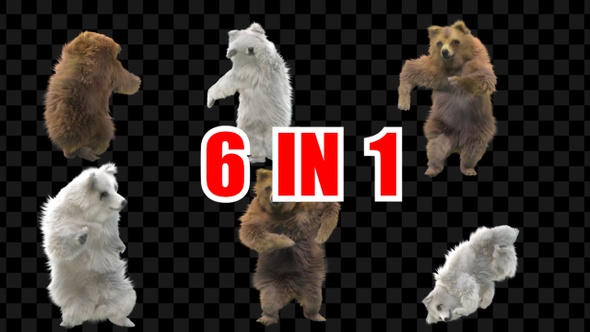 Bear Dancing 6 Pack