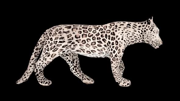 Snow Leopard Walk alt