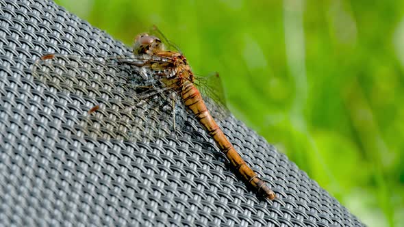 Close Up of Common Darter Dragonfly  Sympetrum Striolatum  in County Donegal  Ireland