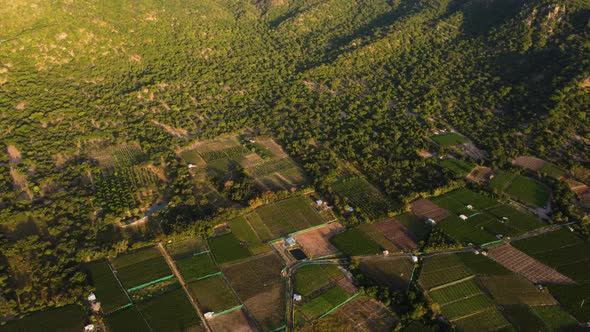 Growing fields of grapes for wine business in Vietnam, high angle drone view