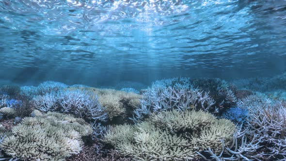 Underwater Light alt