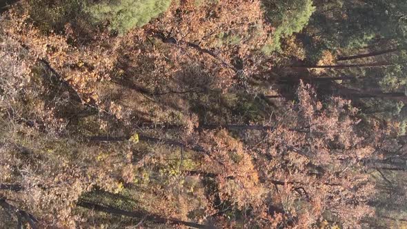 Vertical Video of an Autumn Forest During the Day in Ukraine