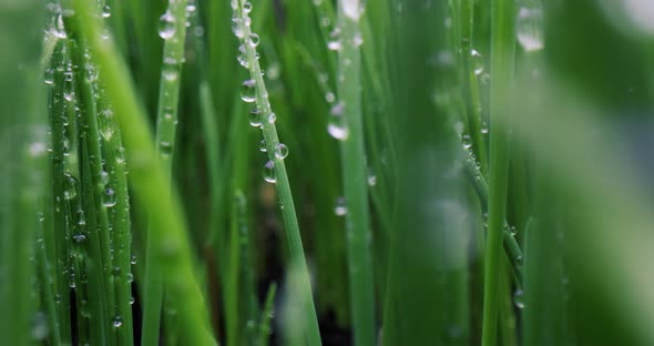 Green Grass Close-up Super Macro Shooting.