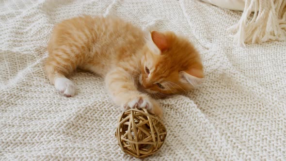 Kitten Cuddling with a Small Ball