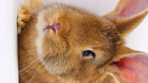 a Small Fluffy Brown Rabbit with a Large Mustache Wiggles Its Nose Closeup on a Gray Background