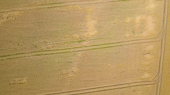 Aerial View of Yellow Agriculture Wheat Field Ready to Be Harvested in Late Summer