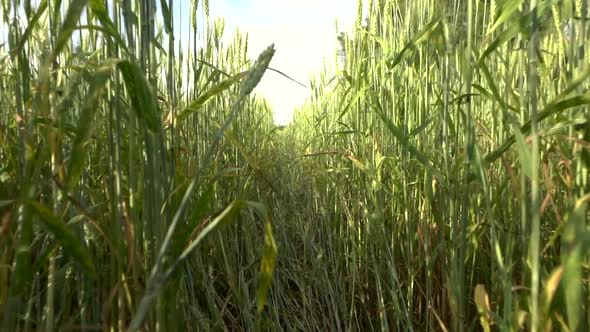 Wheat Agricultural Field in Summer at Sunset