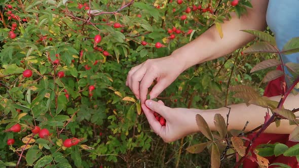Rosehips in Hands with Rosehip Background