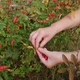 Rosehips in Hands with Rosehip Background - VideoHive Item for Sale