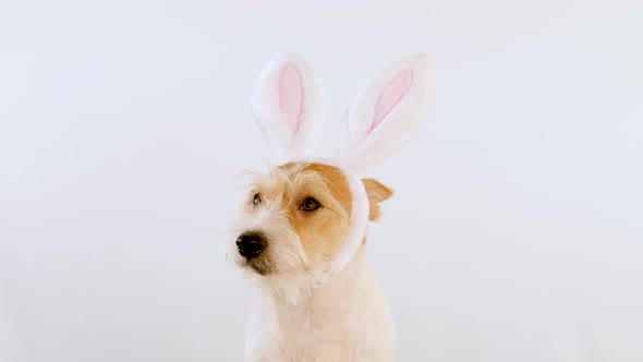 A portrait of the muzzle of a ginger dog with hare ears in profile. Isolated on white background