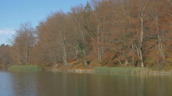 Water reeds and leafless trees in Plitvice Park