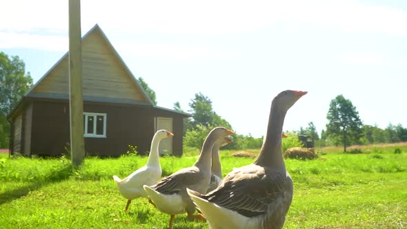 Flock of White and Brown Geese on the Pasture