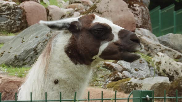 Close Up Of A Llama Chewing Grass In Gdansk Zoo, Poland