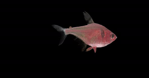 Translucent Fish