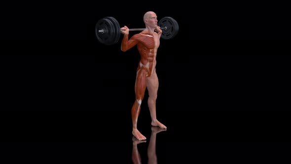 4K anatomy of a man doing squats