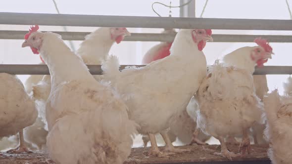 Large chicken farm with thousends of hens and roosters