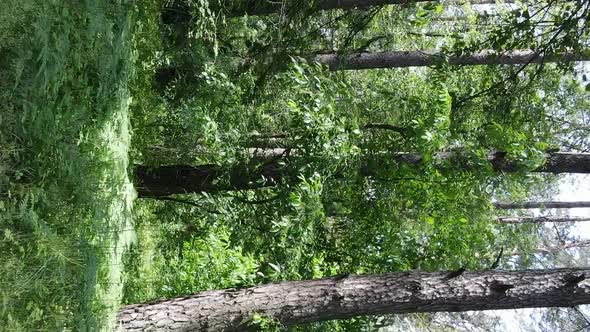 Vertical Video of Forest Landscape in Summer Slow Motion