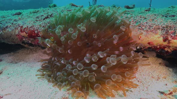 Clark's anemonefish (Amphiprion clarkii) swimming in small bubble sea anemone, wide angle shot