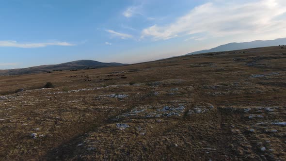 Aerial Fpv Drone Shot of a Herd of Wild Horses Running on a Green Spring Field at the Sunset