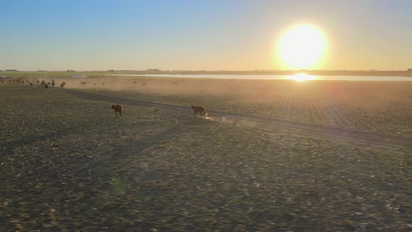 Two cattle running across the open grass field in a diagonal line toward the herd with beautiful sun