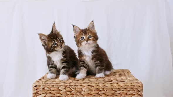 Striped Grey Kittens Sit on a Basket and Play on a White Background