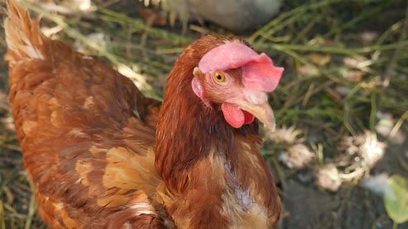 Brown Chicken