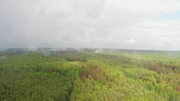 Green Open Forest and White Mist Under the Rain