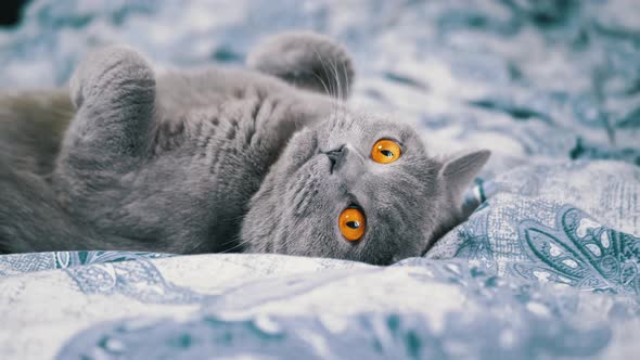 Tired Gray British Fluffy Cat Lies on Back Resting on a Soft Blanket in Bed