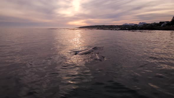 Southern Right whale with calf enjoying a golden sunset, drone parallax