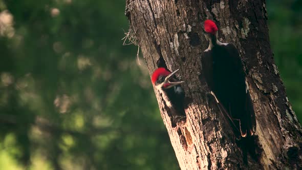 A Pileated Wood Pecker Nest Video Clip