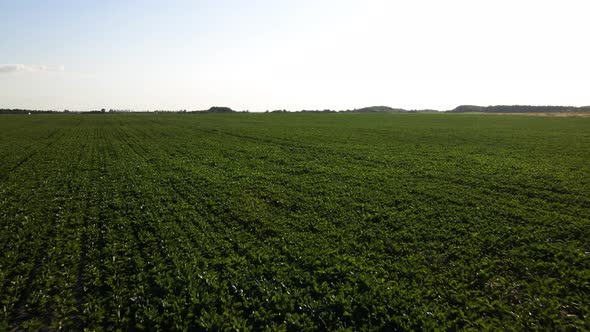 Aerial view of beet rows field in agricultural landscape in Ukraine, harvest sugar beet