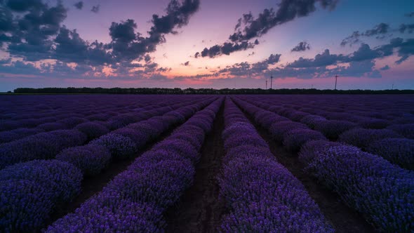 Time lapse from night to day over a blooming lavender field