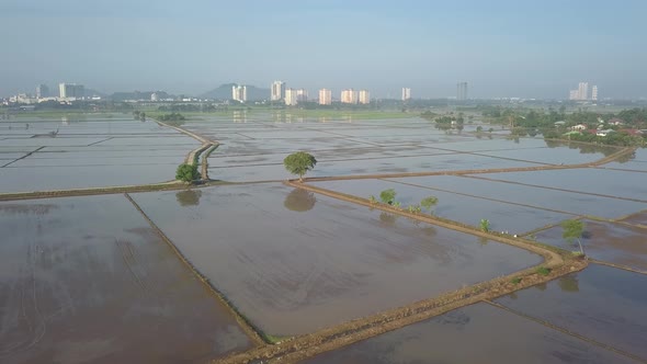 Aerial view over paddy field